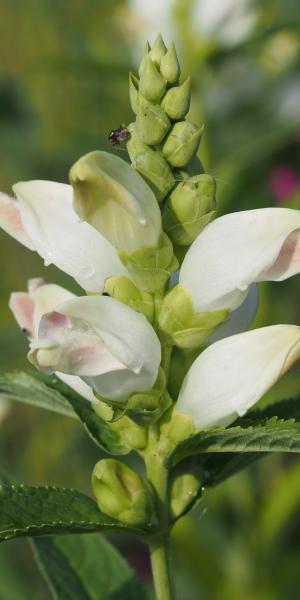 CHELONE glabra 