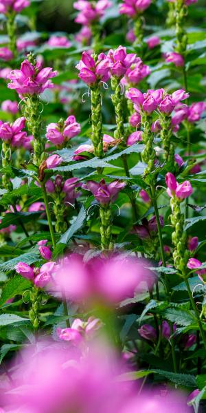 Chelone obliqua