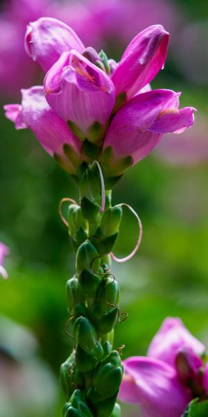 Chelone obliqua