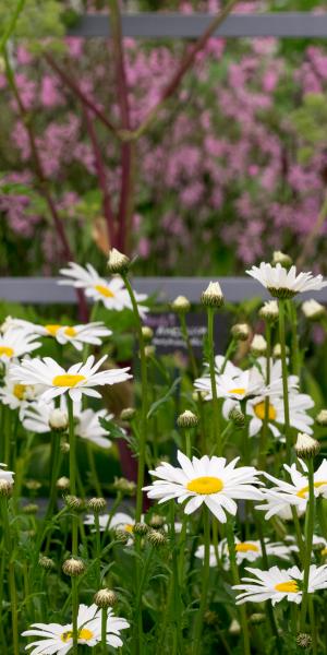 LEUCANTHEMUM  vulgare 'Maikonigen'