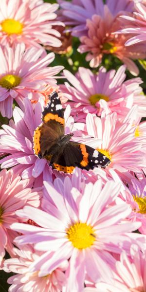 CHRYSANTHEMUM rubellum 'Beechcroft'