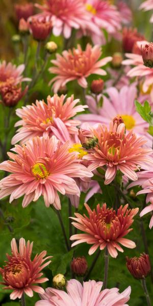 CHRYSANTHEMUM rubellum 'Beechcroft'