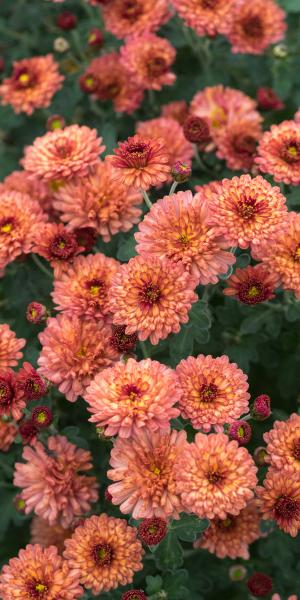 CHRYSANTHEMUM 'Bronze Elegance'