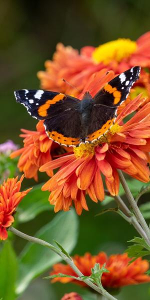 Chrysanthemum 'Bronze Elite' (29d) 