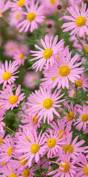 Chrysanthemum 'Clara Curtis'