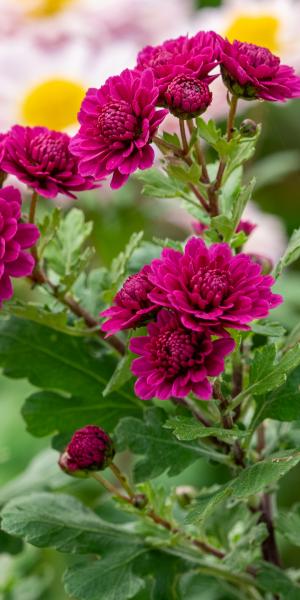 Chrysanthemum ‘Julia Peterson’