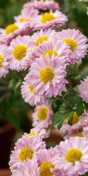 Chrysanthemum ‘Jolie Rose’