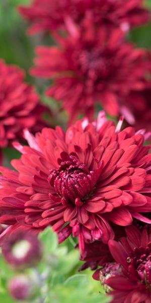 CHRYSANTHEMUM 'Ruby Mound' 