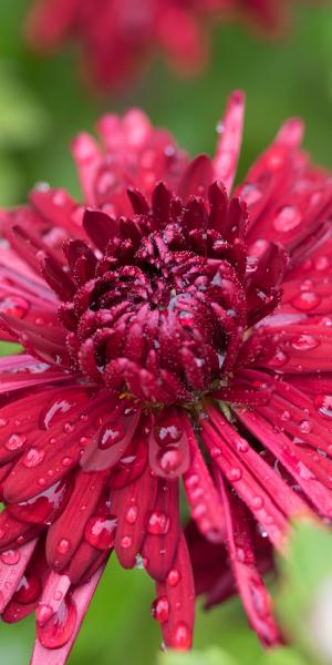 CHRYSANTHEMUM 'Ruby Mound' 