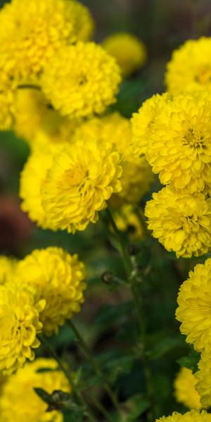 CHRYSANTHEMUM 'Yellow Pom Pom'