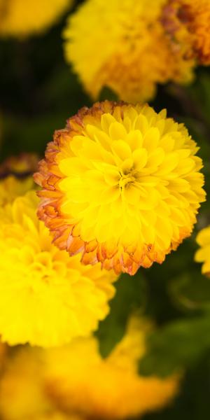 CHRYSANTHEMUM 'Yellow Pom Pom'