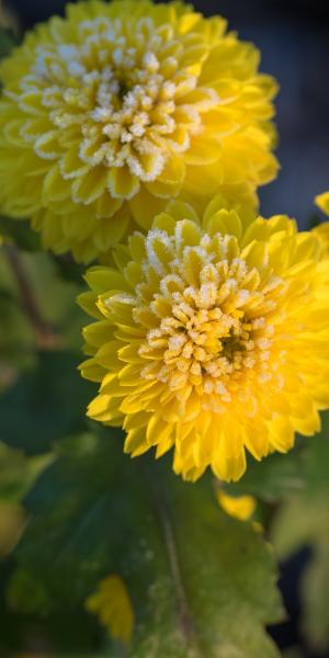 CHRYSANTHEMUM 'Yellow Pom Pom'