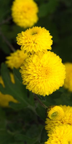 CHRYSANTHEMUM 'Yellow Pom Pom'