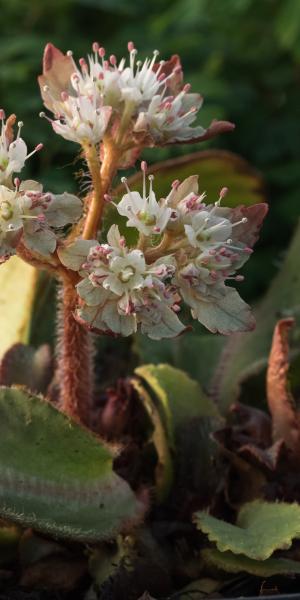 CHRYSOSPLENIUM macrophyllum