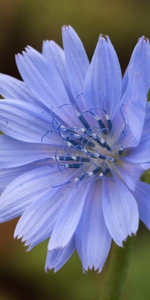 CICHORIUM intybus