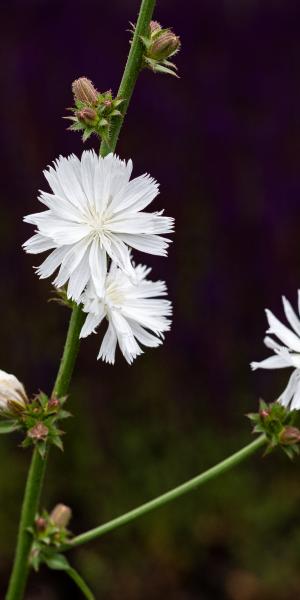 CICHORIUM intybus f. album