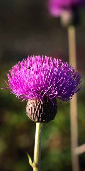 CIRSIUM heterophyllum