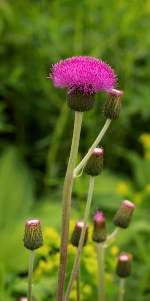 CIRSIUM heterophyllum