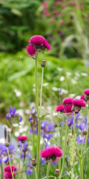 Cirsium rivulare 'Atropurpureum'