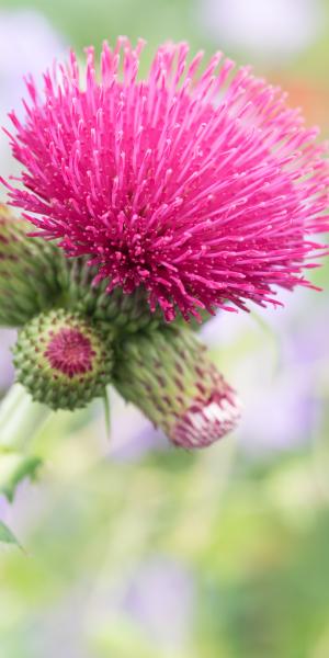 Cirsium rivulare 'Atropurpureum'