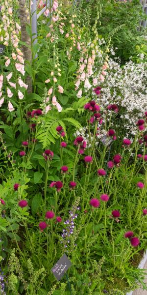 Cirsium rivulare 'Atropurpureum'