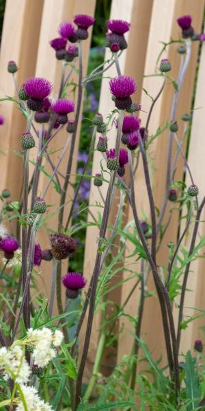 CIRSIUM rivulare 'Trevor's Blue Wonder'