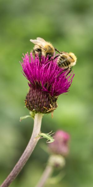 CIRSIUM rivulare 'Trevor's Blue Wonder'