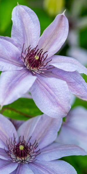 CLEMATIS 'Bernadine'