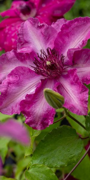 CLEMATIS 'Daiyu' ('Evipo083'PBR)