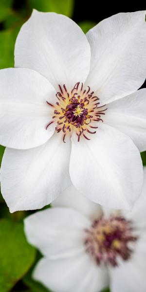 CLEMATIS 'Ninon' ™ (Boulevard Series) 'Evipo052' (PBR)