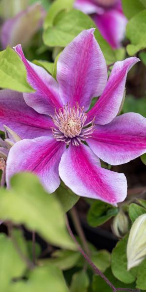 CLEMATIS 'Yuan' ™ (Boulevard Series) 'Evipo082' (PBR)