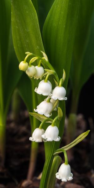 CONVALLARIA majalis