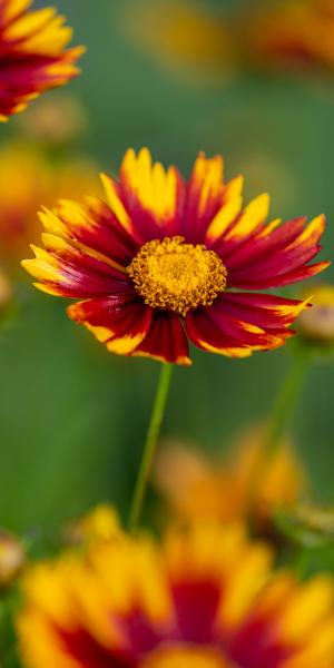 Coreopsis 'Daybreak' (Li'l Bang Series)