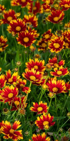 Coreopsis 'Daybreak' (Li'l Bang Series)