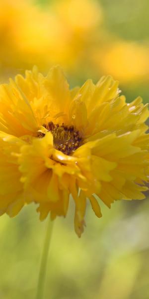 Coreopsis grandiflora 'Sunray'