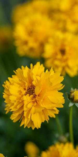 Coreopsis grandiflora 'Sunray'