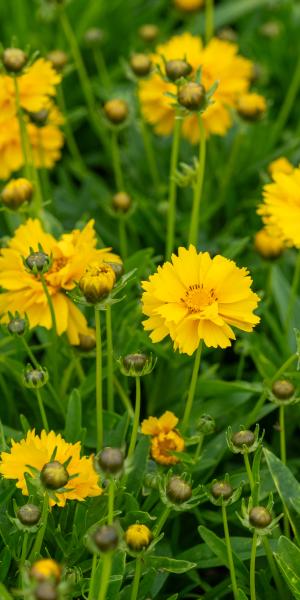 Coreopsis grandiflora 'Sunray'