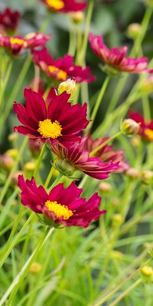 COREOPSIS 'Mercury Rising'