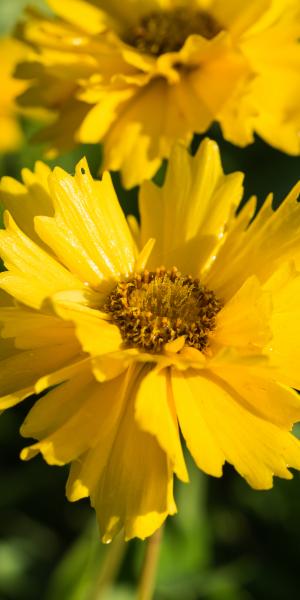 COREOPSIS 'Schnittgold' (Cutting Gold)