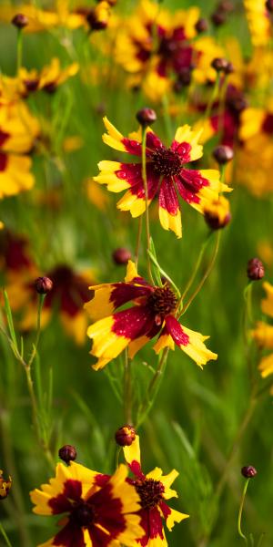 Coreopsis tinctoria