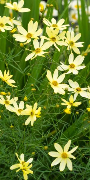 COREOPSIS verticillata 'Moonbeam'