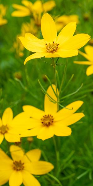 COREOPSIS verticillata 'Zagreb' 