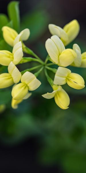 CORONILLA valentina subsp. glauca 'Citrina'