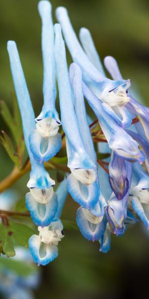 CORYDALIS elata