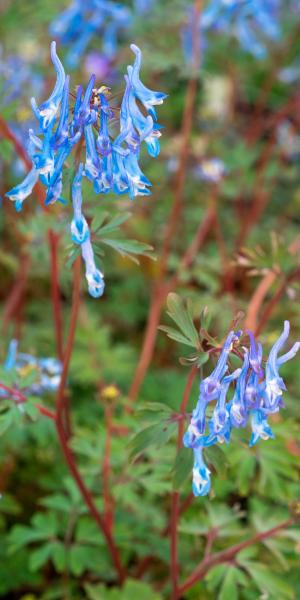 CORYDALIS flexuosa 'China Blue'