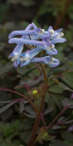 CORYDALIS purple form