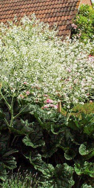 CRAMBE cordifolia 