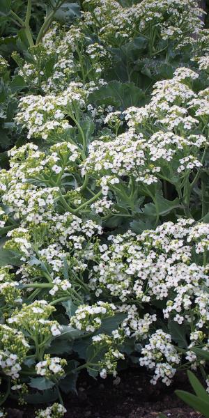 CRAMBE maritima