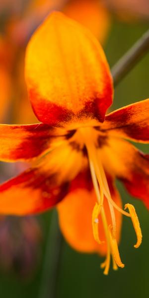 CROCOSMIA x crocosmiiflora 'Emily McKenzie'