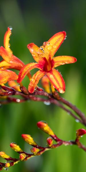 CROCOSMIA  Firestars 'Firestarter'